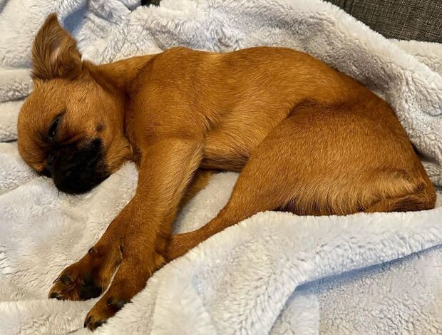 Griffon Bruxellois Home trained Brussels Griffon Puppies