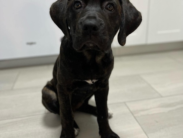 Cane Corso New Litter of Healthy Cane Corso Puppies for Adoption