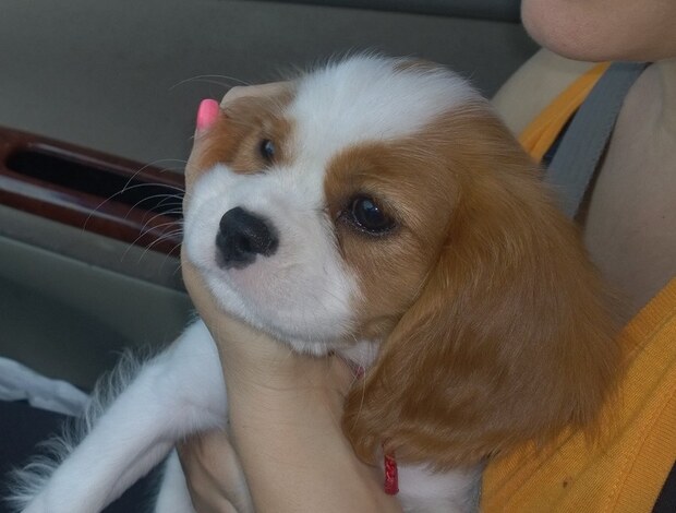 Cavalier King Charles Spaniel Home Raised Cavalier King Charles Spaniel Puppies