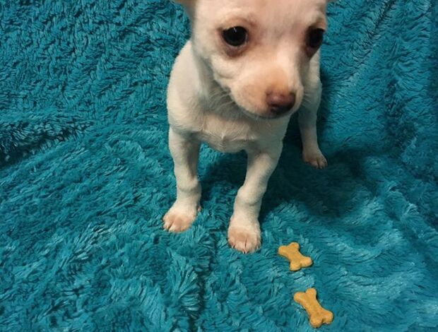Chihuahua Potty Trained Chihuahua Puppies Looking for a New Home