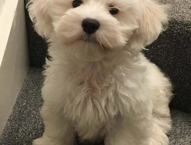 Coton de Tulear Coton De Tulear Puppies, Ready to Go.