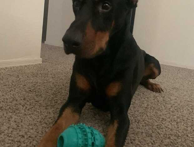 Doberman Pinscher Home Raised Doberman Pinscher Puppies