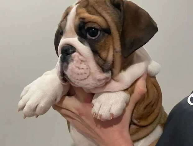 Bulldog AKC Registered English Bulldog Puppies for Adoption