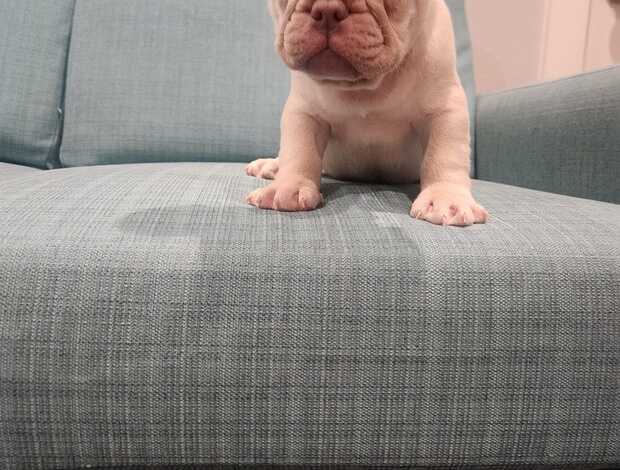 French Bulldog Amazing French Bulldog Puppies