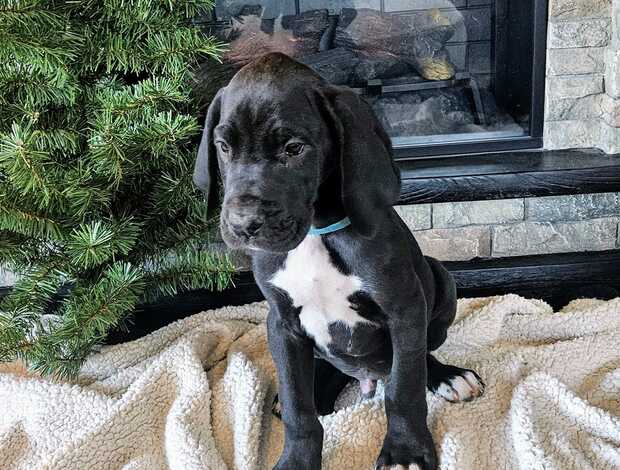 Great Dane Champion bloodline Great Dane Puppies for sale