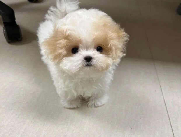 Other Magnificent Tea Cup Maltipoo Puppies