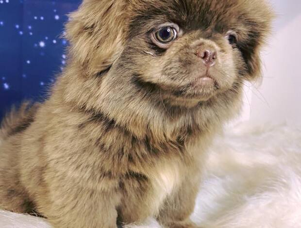 Pekingese Purebred Pekingese for rehoming