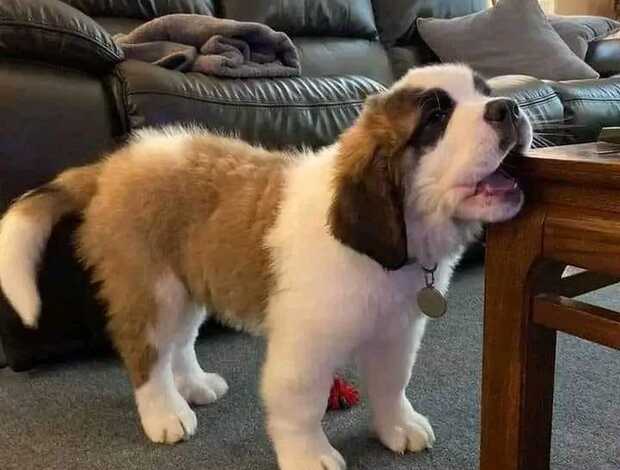 St Bernard Lovely Saint Bernard Puppies
