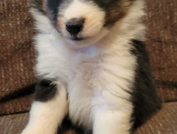 Shetland Sheepdog Adorable Sheltie Puppies