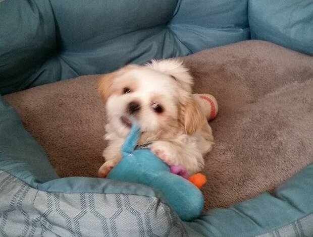 Shih Tzu Adorable Shih Tzu Puppies