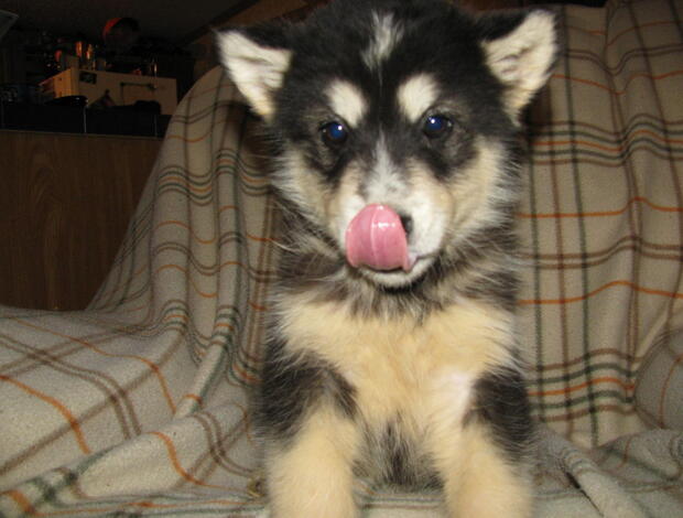 Alaskan Malamute Obedient Alaskan Malamute puppies available