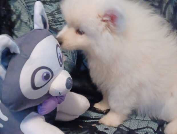 American Eskimo Dog Stunning American Eskimo puppies available