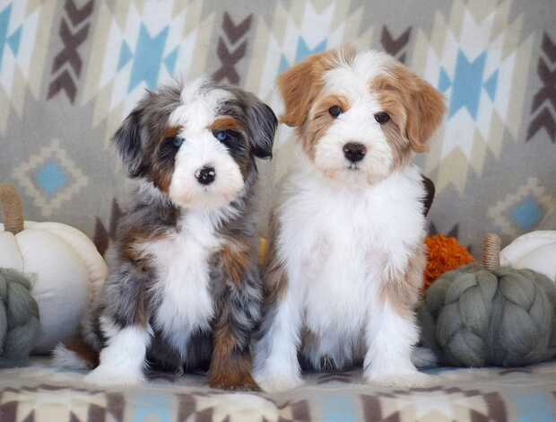 Other Charming Aussiedoodle puppies