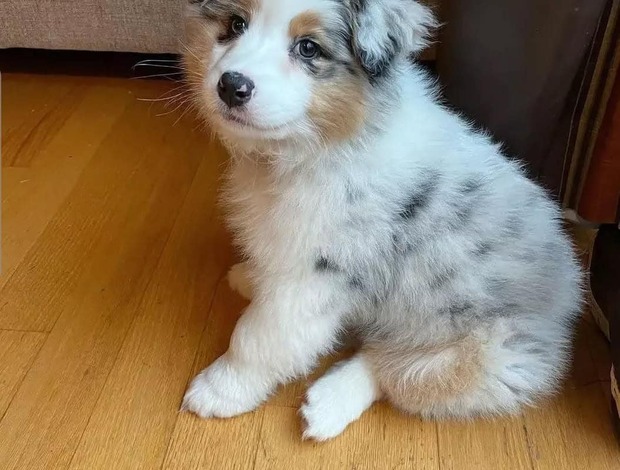 Australian Shepherd AKC Australian Shepherd puppies