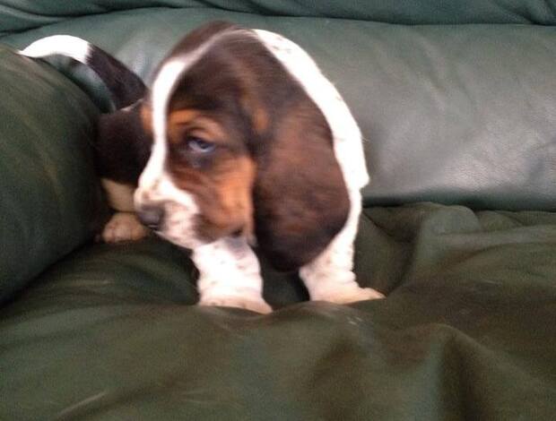 Basset Hound Cute Basset Hound puppies Searching For lovely homes