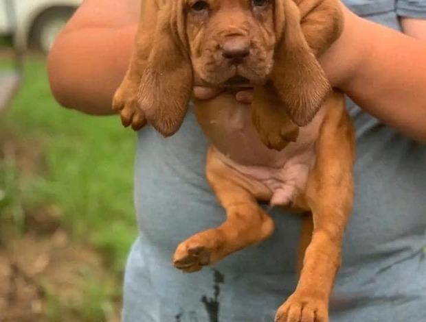Bloodhound AKC Registered Bloodhound Puppies