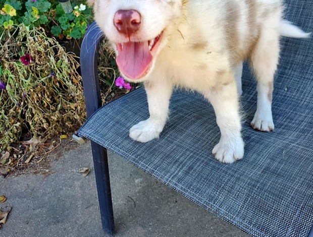 Border Collie Cute Border Collie Puppies
