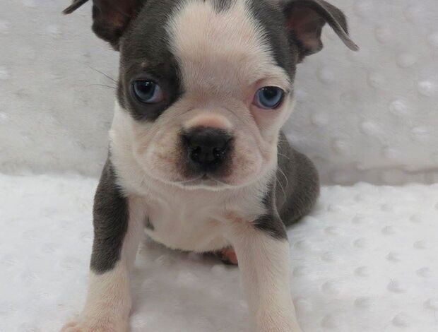 Boston Terrier Healthy Boston Terrier Puppies Available