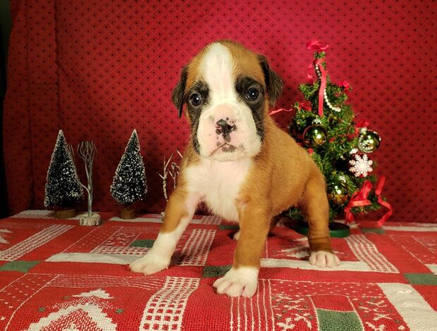 Boxer Healthy, Adorable Boxer Puppies Available