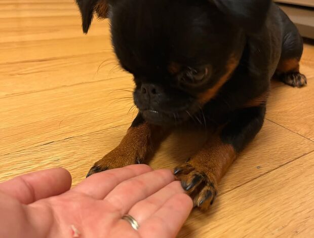 Griffon Bruxellois Home trained Brussels Griffon Puppies