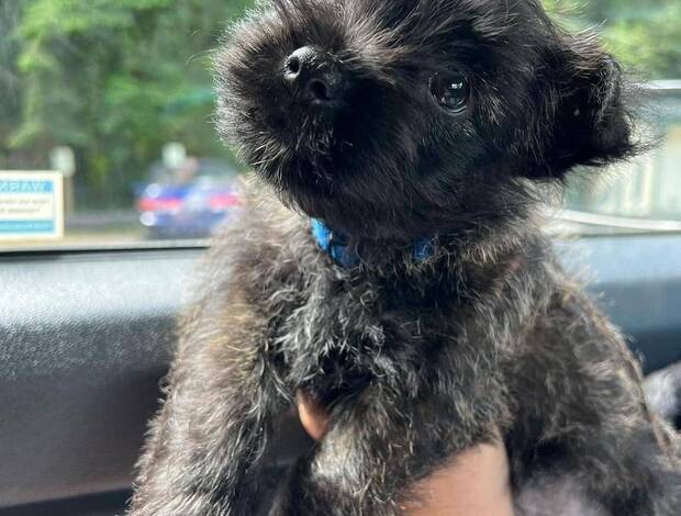 Cairn Terrier Cute Cairn Terrier Puppies Available!