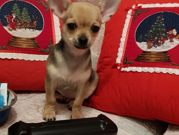 Chihuahua Potty Trained Chihuahua Puppies Looking for a New Home
