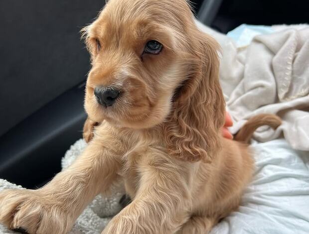 American Cocker Spaniel Beautiful Cocker Spaniel puppies Available Now!!