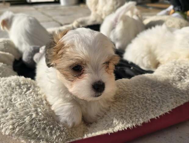 Coton de Tulear Coton De Tulear Puppies, Ready to Go.
