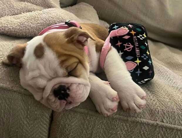 Bulldog AKC Registered English Bulldog Puppies for Adoption