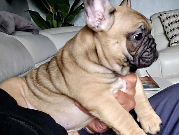 French Bulldog Amazing French Bulldog Puppies