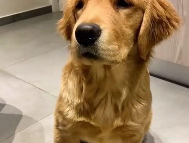 Golden Retriever Registered Golden Retriever Puppies