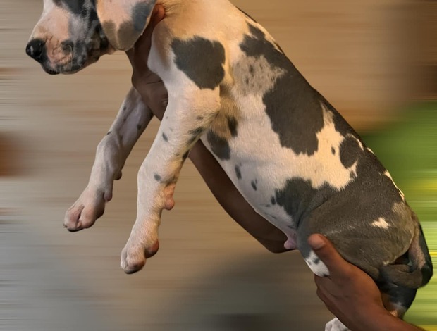 Great Dane Champion bloodline Great Dane Puppies for sale