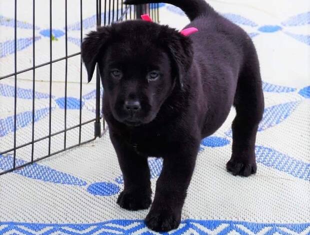 Labrador Retriever We Have Two Labrador Retriever Pups