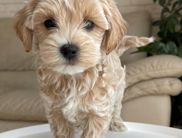 Other Magnificent Tea Cup Maltipoo Puppies
