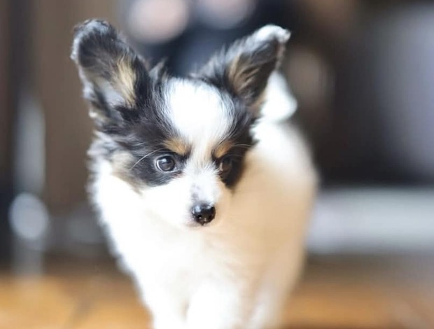 Papillon Adorable Papillon puppies