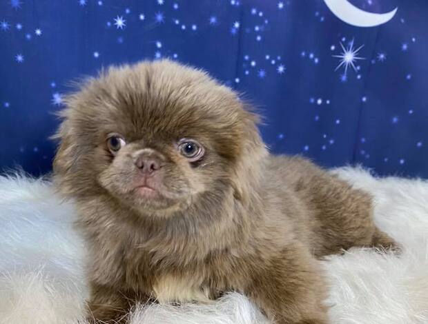 Pekingese Purebred Pekingese for rehoming