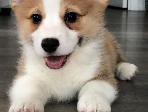 Welsh Corgi, Pembroke Pembroke Welsh Corgi Puppies