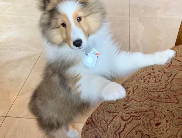 Shetland Sheepdog Adorable Sheltie Puppies