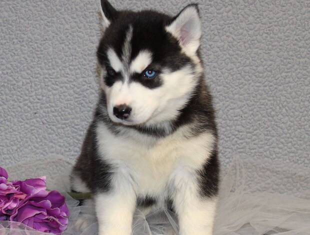 Siberian Husky Gorgeous Siberian Husky Puppies available