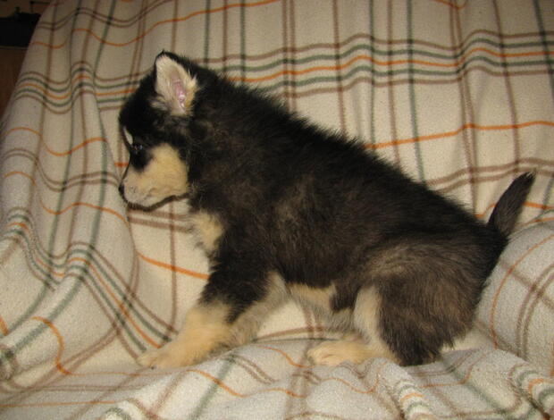 Alaskan Malamute Obedient Alaskan Malamute puppies available