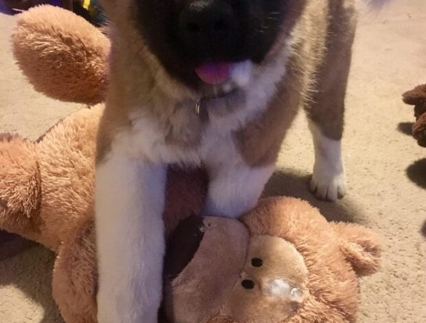 American Akita Healthy Male And Female American Akita Puppies Available
