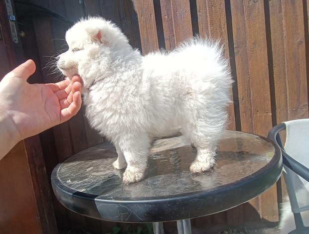 American Eskimo Dog Stunning American Eskimo puppies available