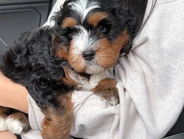 Other Charming Aussiedoodle puppies