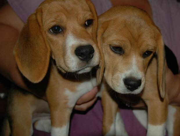 Beagle Adorable Beagle Puppies