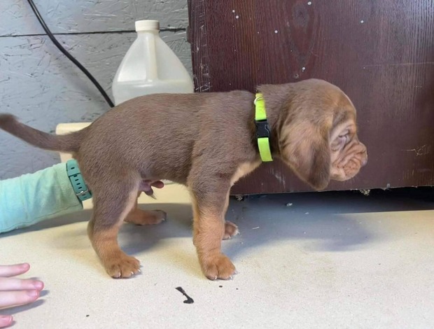 Bloodhound AKC Registered Bloodhound Puppies