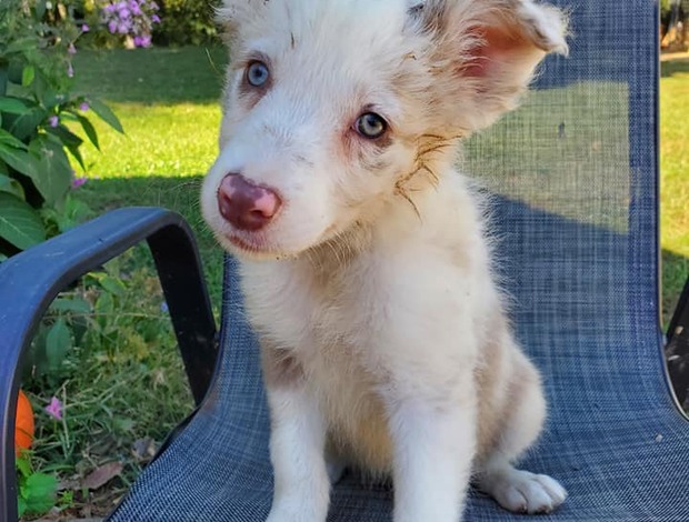 Border Collie Cute Border Collie Puppies