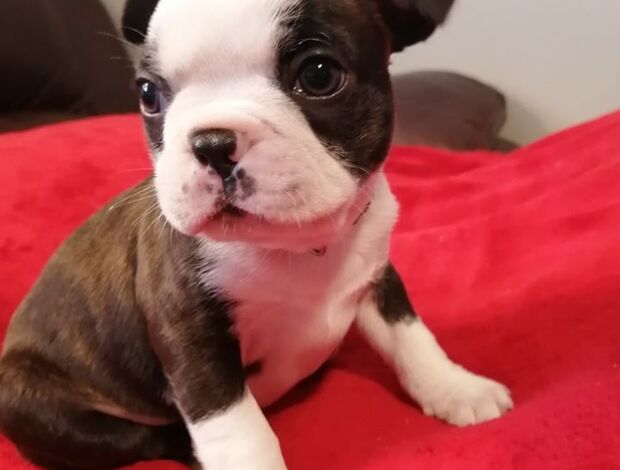 Boston Terrier Healthy Boston Terrier Puppies Available