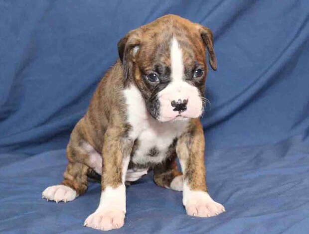 Boxer Healthy, Adorable Boxer Puppies Available