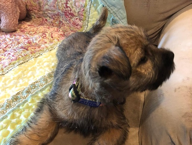 Cairn Terrier Cute Cairn Terrier Puppies Available!