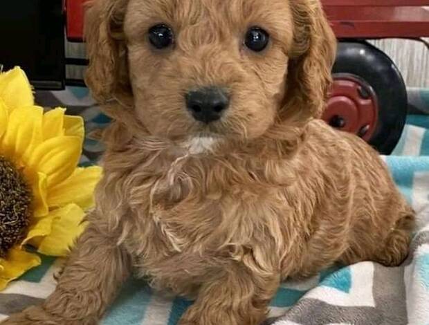 Other House Broken Cavapoo Puppies Available for Adoption